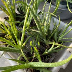 Aloe Vera Plants 