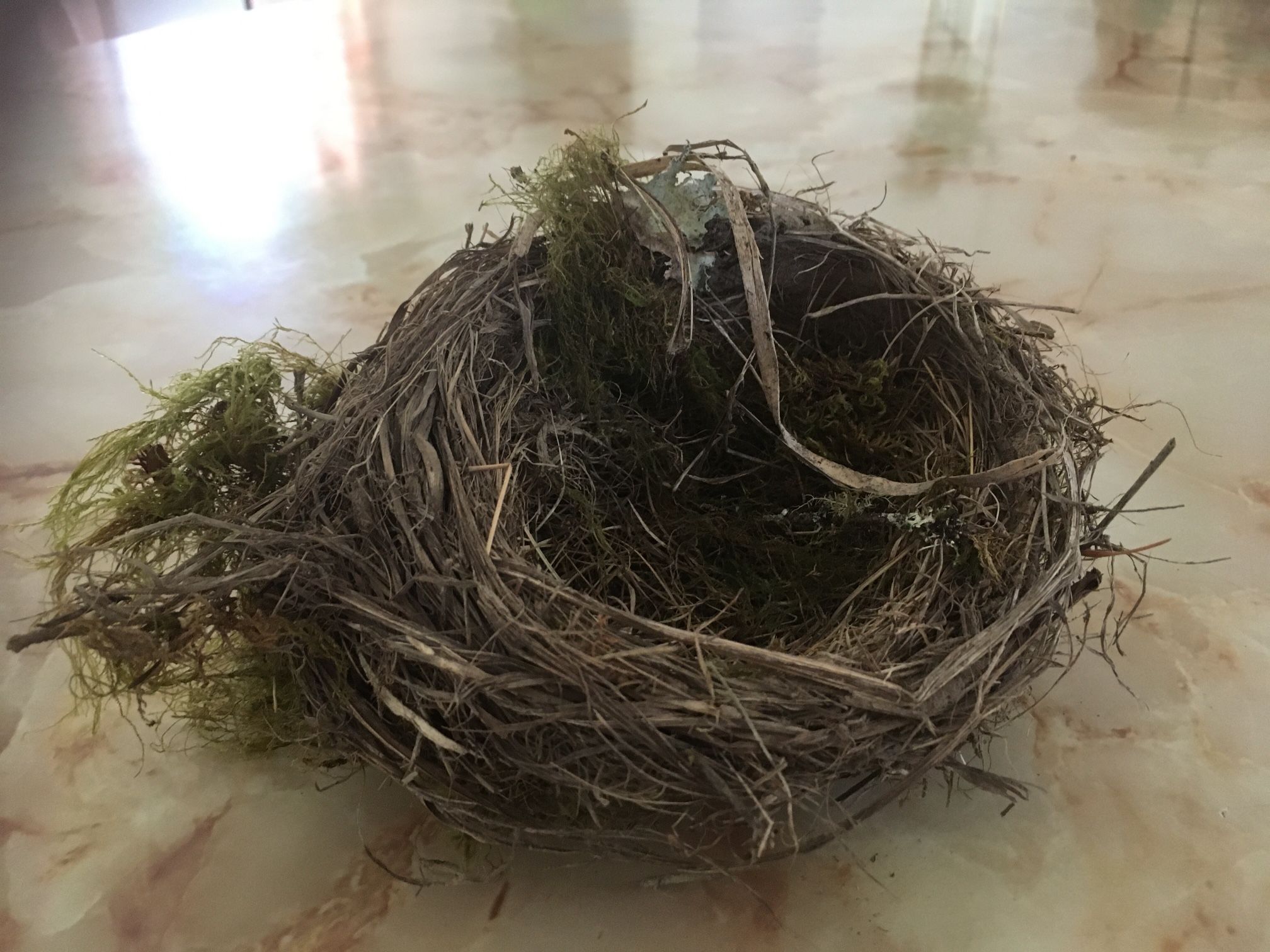 Bird Nest