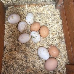 Farm Fresh Eggs Farm Fresh Eggs organic $8a dozen Huevos frescos de Rancho $8 la dozena