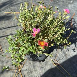 Portulaca - 1gl
