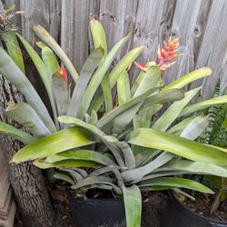 Plant For Sale