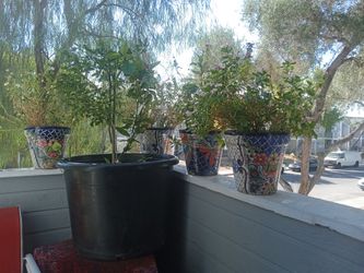 Ceramic Flower Pots With Plants And One 50 Gallon Pot With An Orange Tree