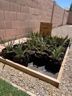 Plants - Palm Trees, Moringa