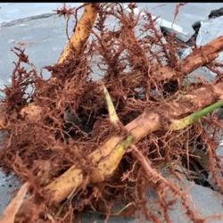 $14.00 For 1 Twelve Inch Moso Giant Timber Bamboo Rhizome/Root Cutting Great For Privacy Screens And Hedges 