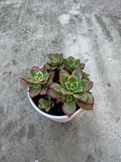 Small potted succulent
