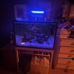 Fish Tank 
