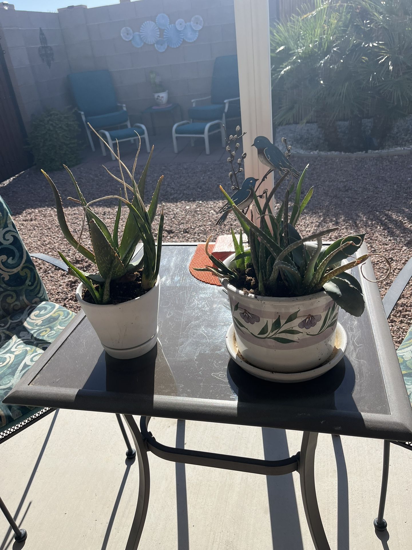 2 Ceramic Potted Assorted Succulents Plants 9x7 And 6x6 $10 Each Mesa