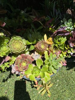 Succulent plant in pot