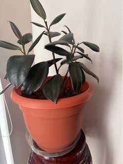 Rubber plant in part 8 inches