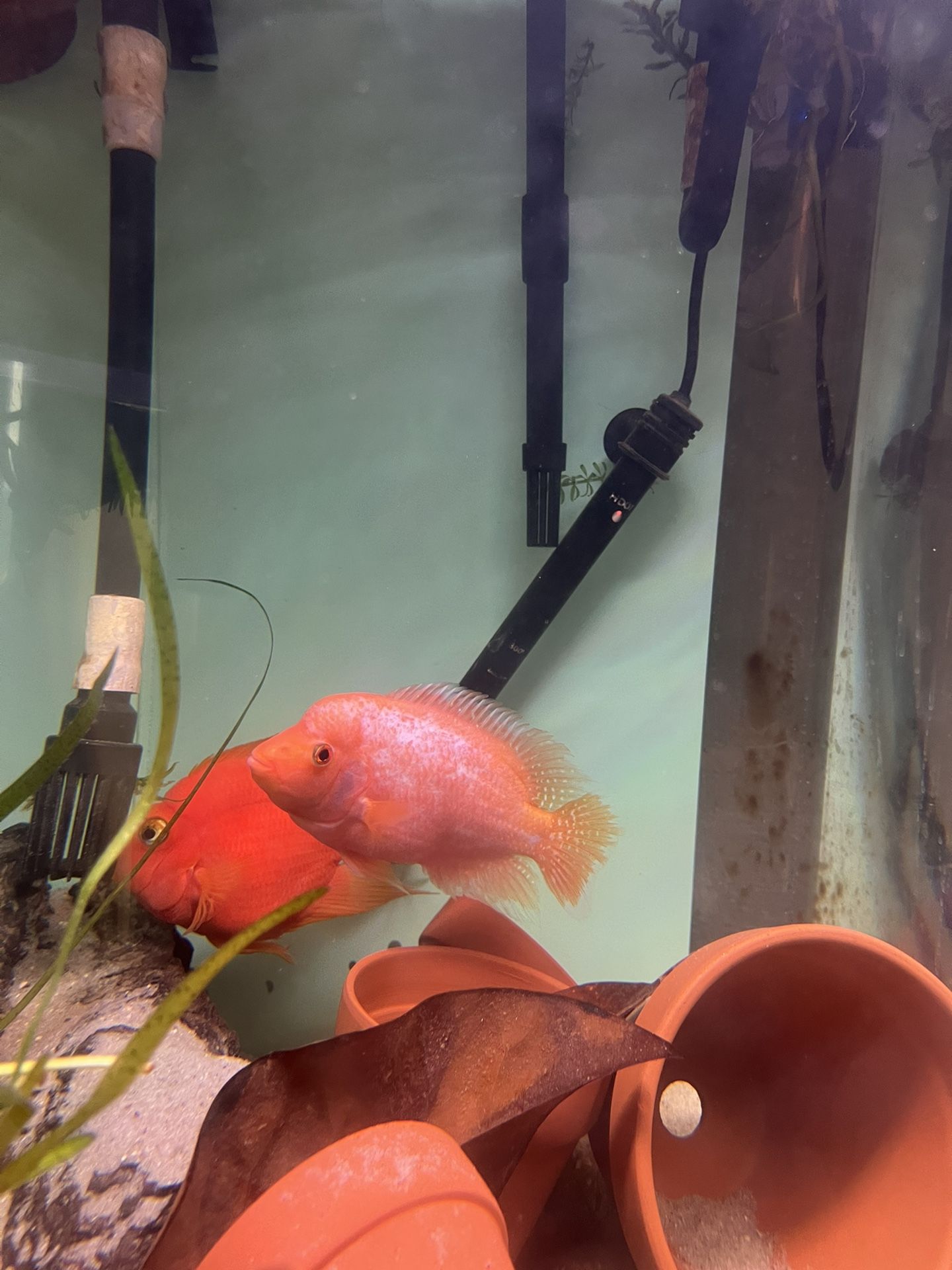 Flowerhorn Blood Parrot Cichlid Toys For Freshwater Aquarium 