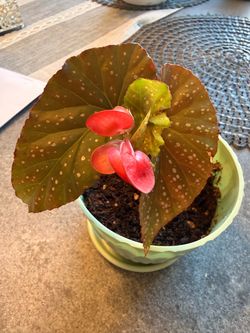 Begonia Maculata – Polka Dot Begonia in 5” Pot – Blooming Now
