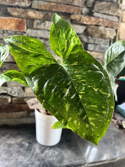 Syngonium Panda Galaxy