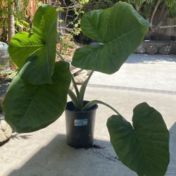Elephant Ear Plants - Do Best In Bright Shaded Area/Indoor $27 (SOLD!!)