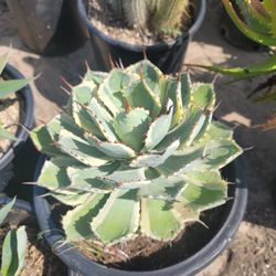 Agave