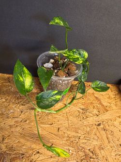 Epipremnum Pinnatum Aurea
