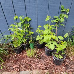 Thornless Red Raspberries plants