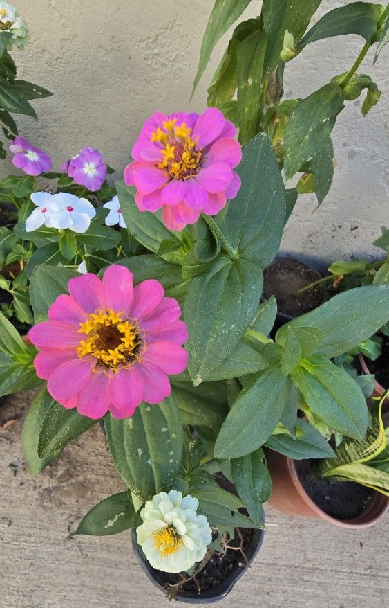 Plants For Sale. ZINNIAS