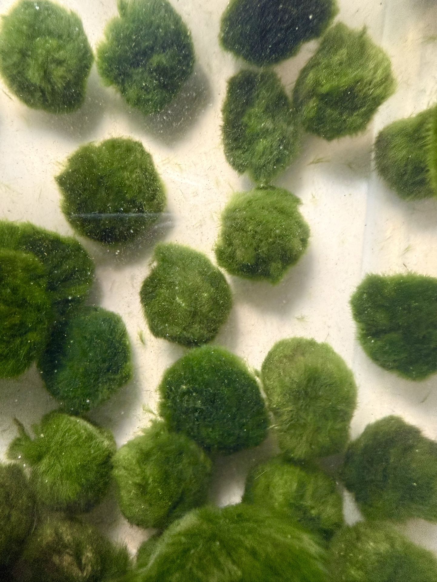 Aquarium Marino Moss Balls Decor Fish Tank Betta Plants