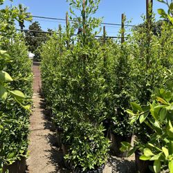 Ficus Nitida Indian Laurel Privacy Hedge