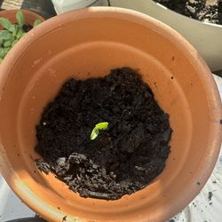 Yellow Watermelon Seedling. 