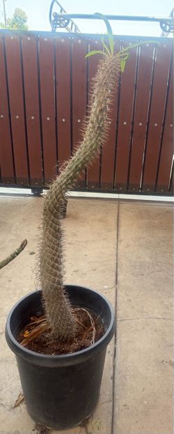Madagascar Palm