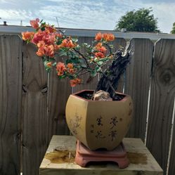 Sunset Bougainvillea Bonsai 