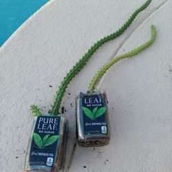 2 Dragon Flower Succulent Plants 22"&15"-Shipped Bareroot Or Deltona,  Fl Pickup 