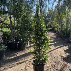15 Gallon Wax Leaf Privet Hedge