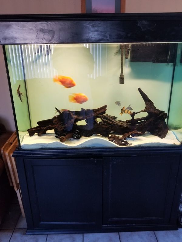 Fully established 110 gallon aquarium for Sale in Moreno Valley, CA ... - 60f7fe7D179e479b805218647aD80bf1
