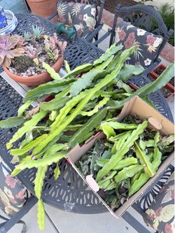 Dragon fruit cuttings