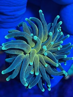 Tiger Torch Coral Euphylia 