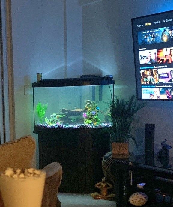54 Gallon Corner Aquarium With Filter, Decorations, And Supplies