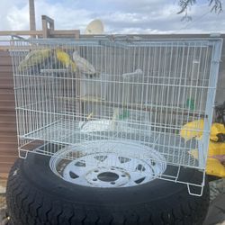 Bird Cage