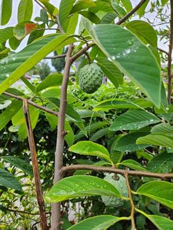 Grafted African Pride 2 Plant