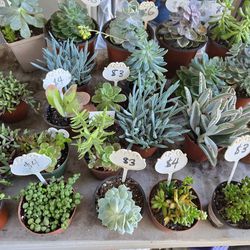 Succulents and drought tolerant plants at lower than retail prices 