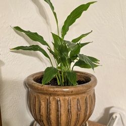 Free Lillie Plant