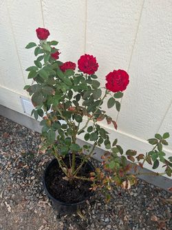 Red Rose plant in 5 gl.