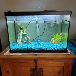 20 Gallon Fish Tank 