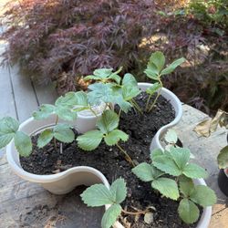 Strawberry Plants 