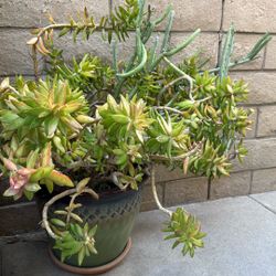 Large Potted Succulent