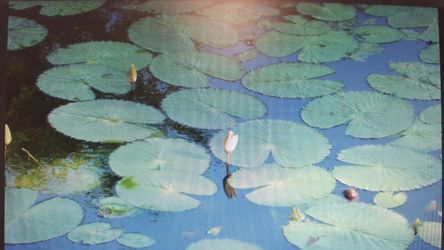 Not selling!!!! Want to buy pond lilys