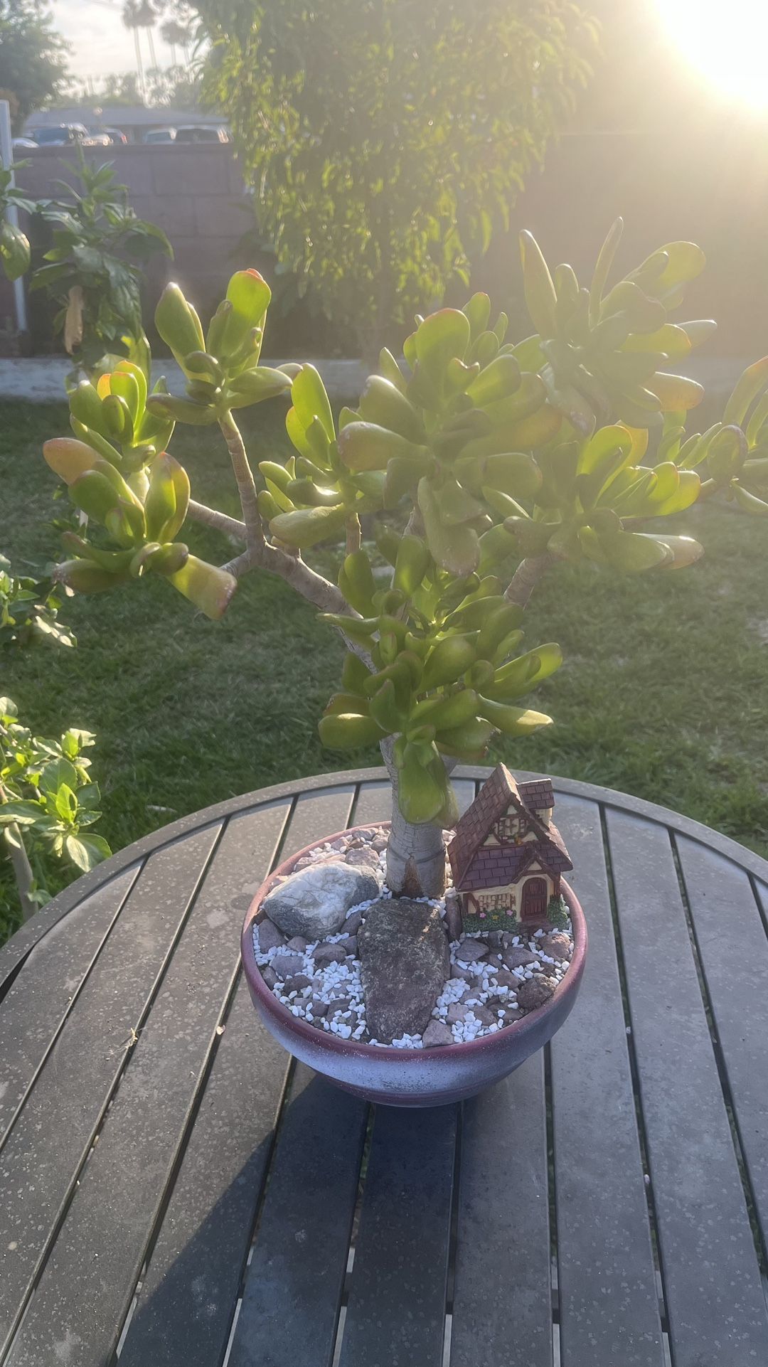 Very Healthy Shrek Ears Tree In Nice Bowl