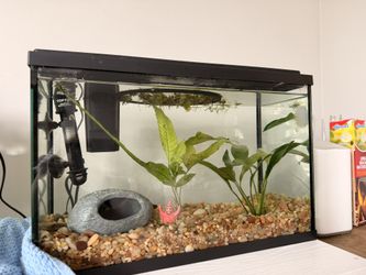 5 Gallon Fish Tank