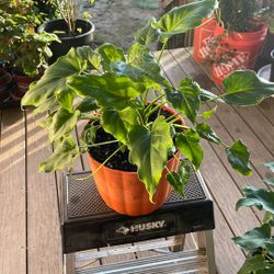 Philodendron plant