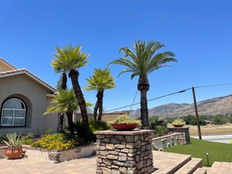 Palms