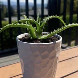 VERY HEALTHY ALOE VERA PLANT.