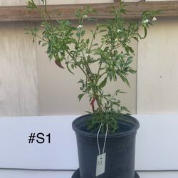 S1- Er Jing Tiao Chili Pepper Plant 二荊條辣椒樹