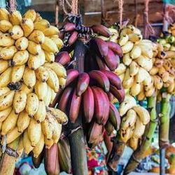 Good  Selection  Of Tropical Fruiting  Plant Sale