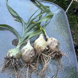 Onion Mother Plants 7 Dlrs ALL