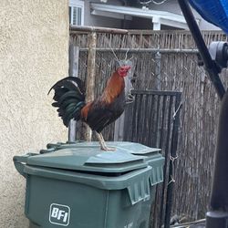 Green Trash Can  Message For More Info. 🐓 